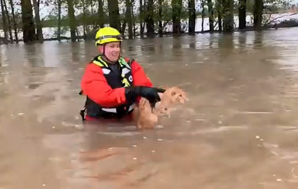 美一猫咪洪水中惊慌失措遇消防员接近企图逃跑