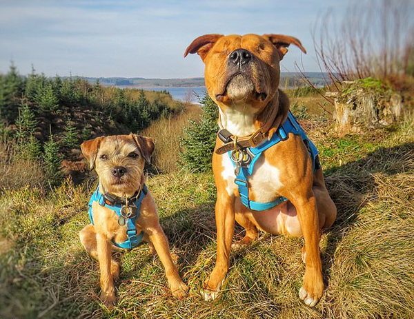 英猎狐犬暖心守护主人家失明狗友不让其受伤害